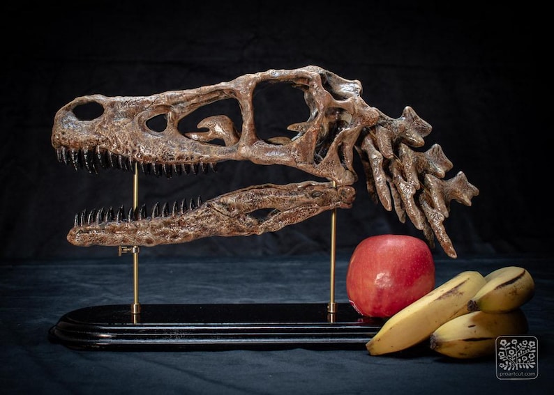 May include: A detailed, brown dinosaur skull replica, mounted on a black base with brass supports. A red apple and a bunch of bananas are placed in front of the skull. The background is dark.
