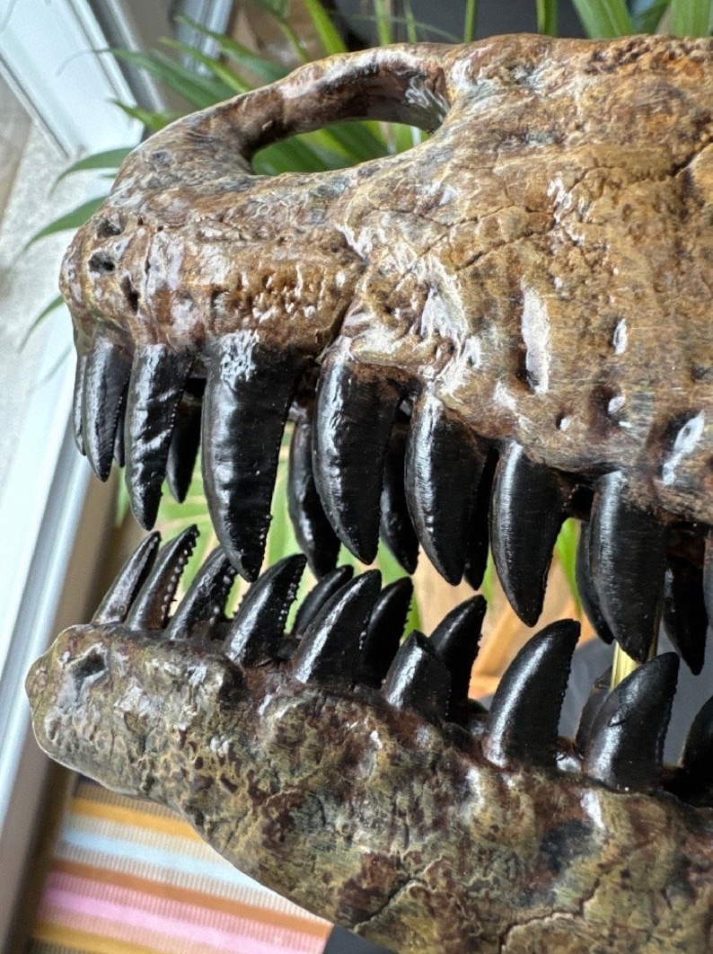 May include: A detailed view of a dinosaur skull, highlighting the textured surface and colour variations of the fossilised bone. The skull displays a set of sharp, black teeth, accentuating the creature's predatory nature. The colour scheme is a blend of browns and blacks.
