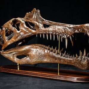 Op de afbeelding: Gedetailleerde replica van een dinosaurus schedel en kaak, tentoongesteld op een houten voet. De schedel is donkerbruin met scherpe tanden, en de kaak is eronder geplaatst. De presentatie is tegen een zwarte achtergrond.