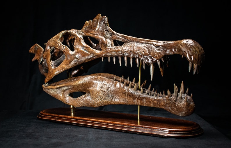 Op de afbeelding: Gedetailleerde replica van een dinosaurus schedel en kaak, tentoongesteld op een houten voet. De schedel is donkerbruin met scherpe tanden, en de kaak is eronder geplaatst. De presentatie is tegen een zwarte achtergrond.
