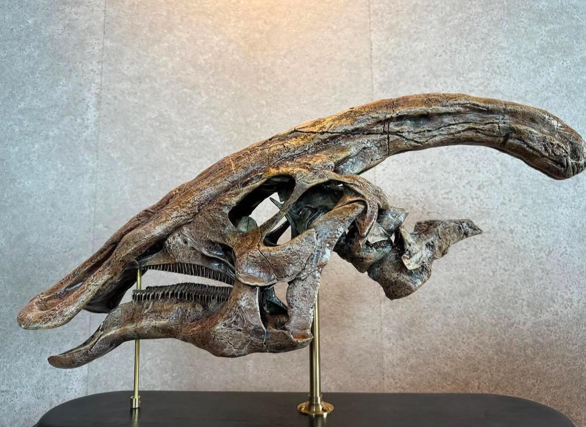 パラサウロロフス・ワルケリ頭蓋骨化石レプリカ：博物館品質、硬材