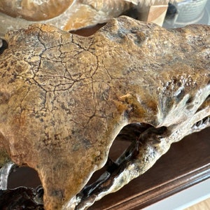 May include: A close-up of a fossilised skull, displaying a textured, weathered surface in tan, brown, and black tones. The skull is mounted on a dark wooden base, emphasising the intricate details of the ancient artefact.