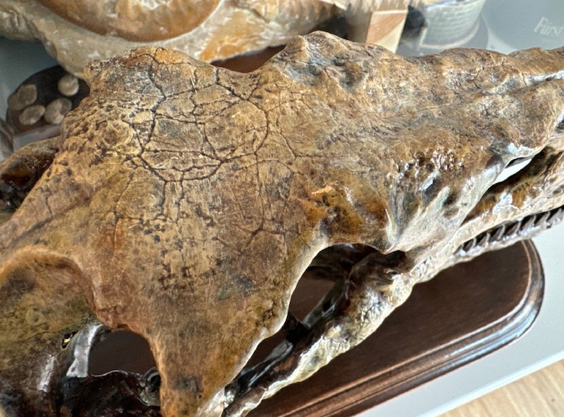 May include: A close-up of a fossilised skull, displaying a textured, weathered surface in tan, brown, and black tones. The skull is mounted on a dark wooden base, emphasising the intricate details of the ancient artefact.