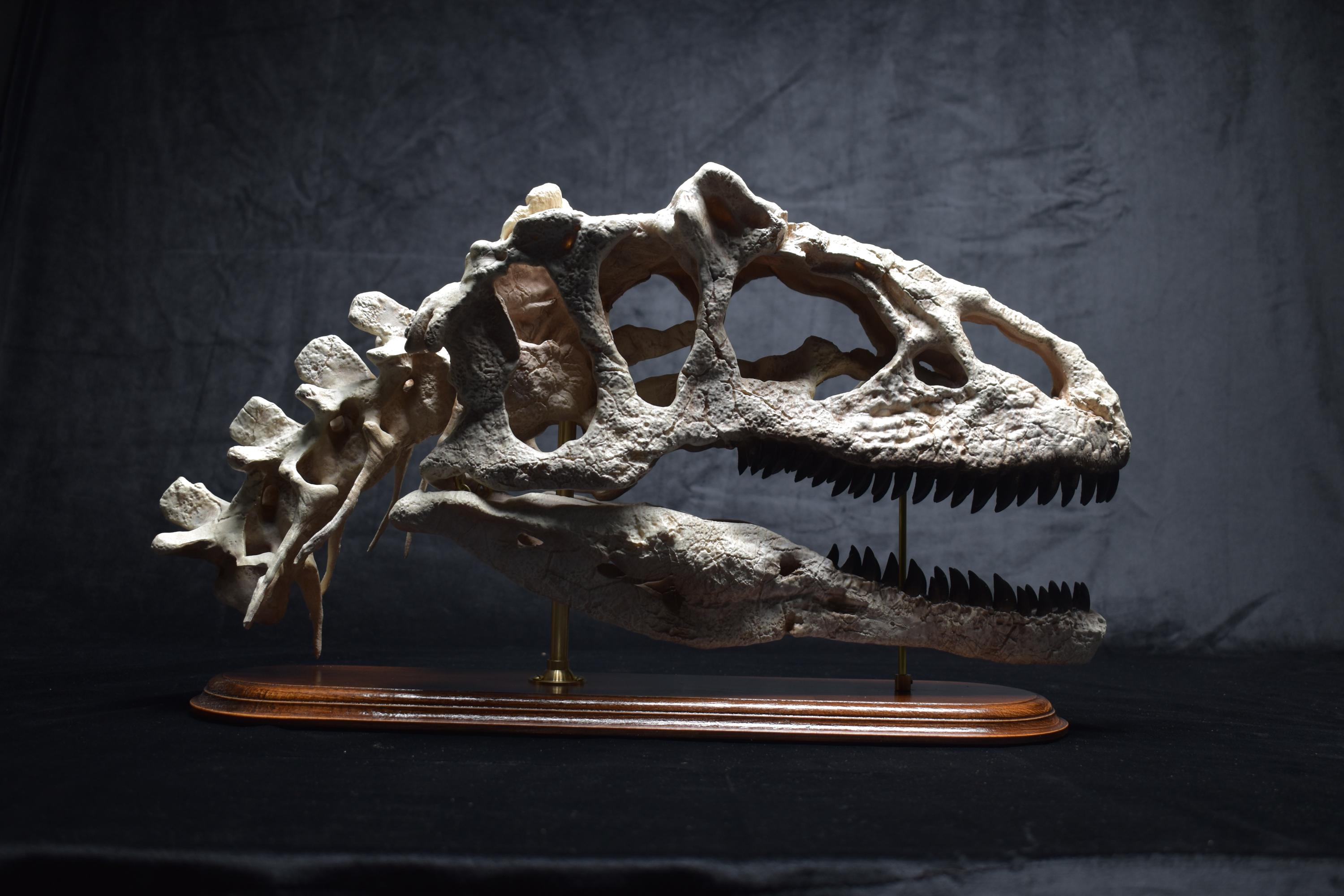 アロサウルス恐竜の頭蓋骨レプリカ｜博物館級の化石レプリカ、木製台座