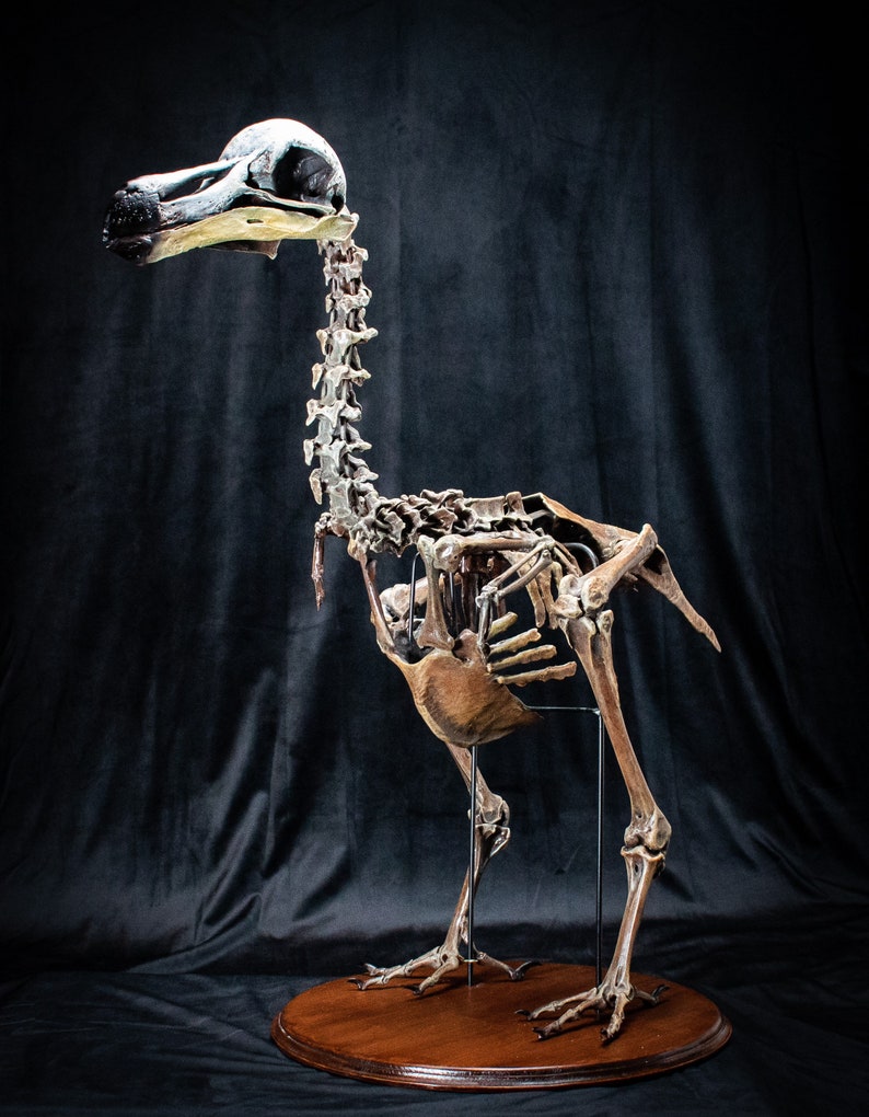 Dodo Bird skeleton scientifically accurate sculpture museum quality life size Big image 7