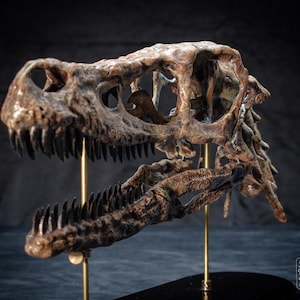 May include: A detailed, brown dinosaur skull with visible teeth and eye sockets, mounted on a gold stand. The fossilised skull is displayed against a dark background, showcasing its intricate bone structure and prehistoric form.