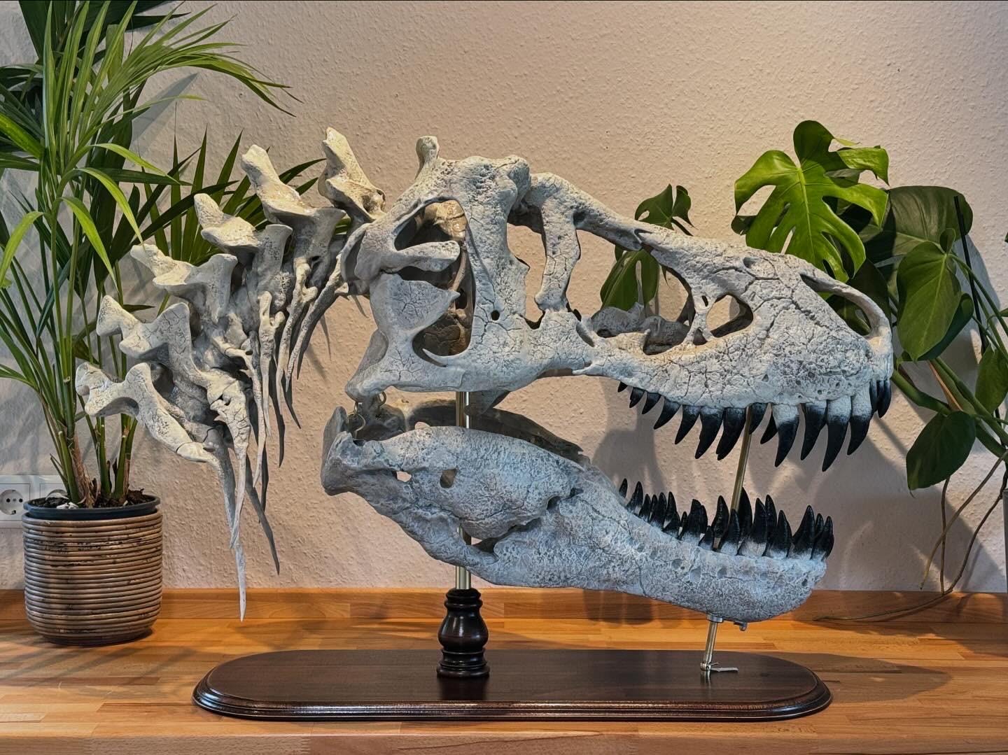 巨大なT-Rexの頭蓋骨のレプリカ：110cm - 43インチの木製台座付き