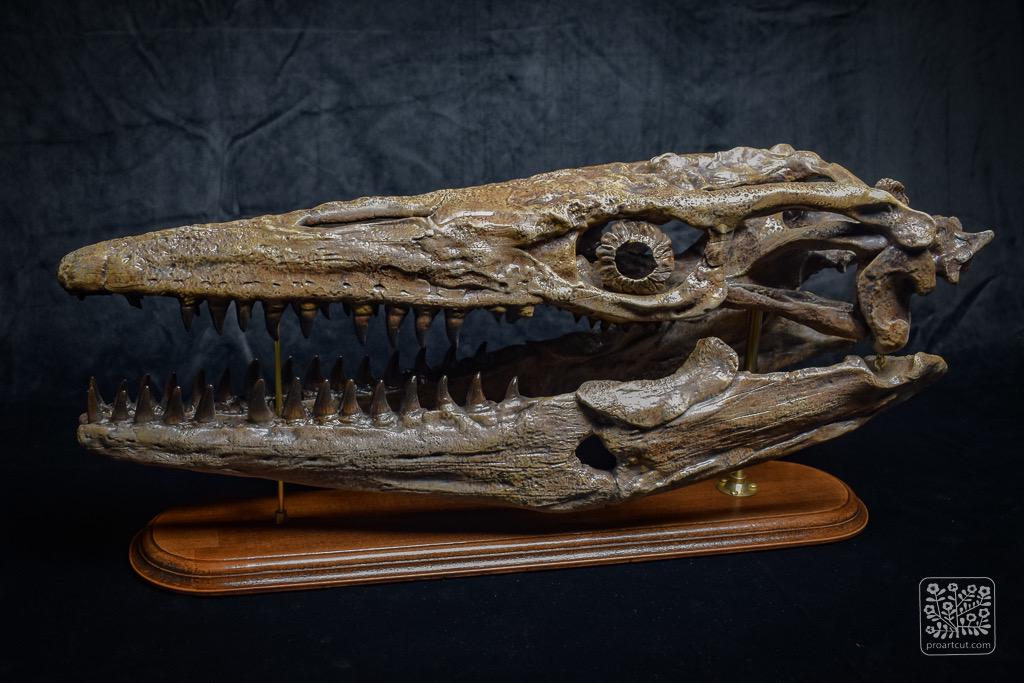 骨白色の大型モササウルス頭蓋骨レプリカ - 木製台座付き化石頭蓋骨