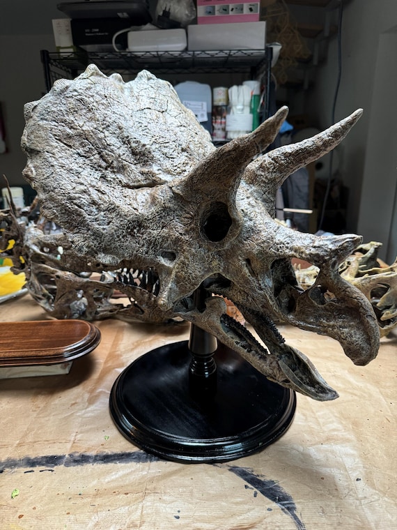 大型トリケラトプスの頭蓋骨レプリカ：3D化石スキャン、硬材ベース