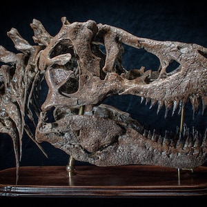 Tyrannosaurus rex skull replica sculpture on wooden baseplate Big high quality handmade collector piece image 1