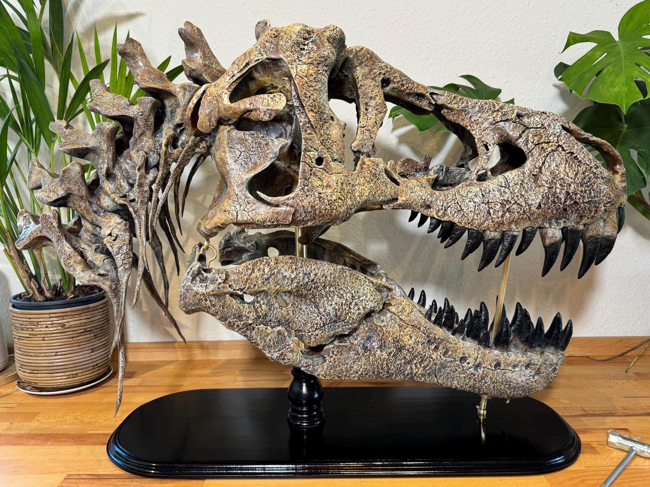 巨大なT-Rexの頭蓋骨のレプリカ：110cm - 43インチの木製台座付き