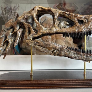May include: A detailed replica dinosaur skull with a bone-coloured finish. The skull is mounted on a dark wooden base with brass supports, showcasing the intricate details of the fossilised structure. A unique decorative piece for the home.