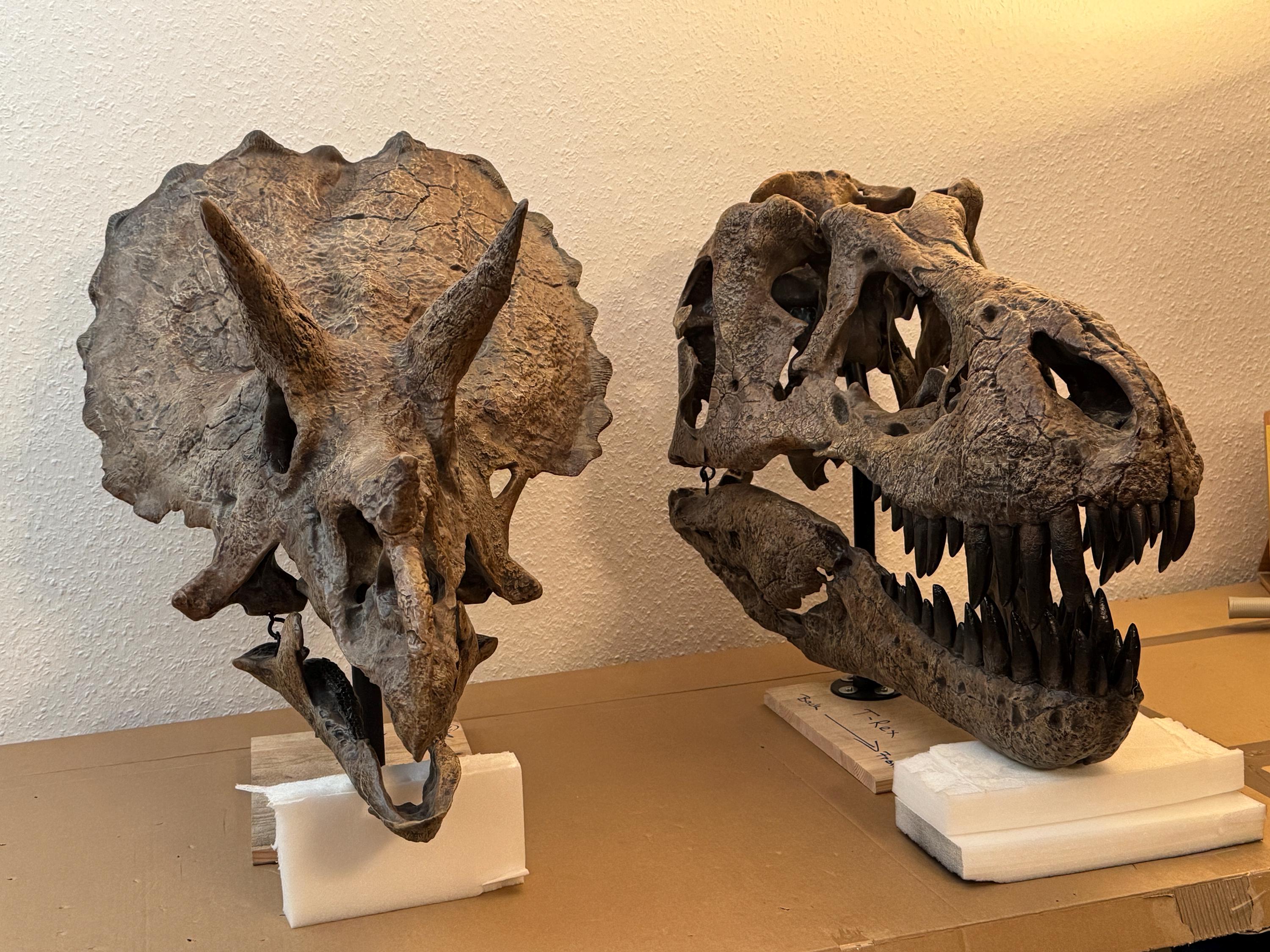 トリケラトプス インテリア オブジェ 雑貨 恐竜の化石 ジュラシック