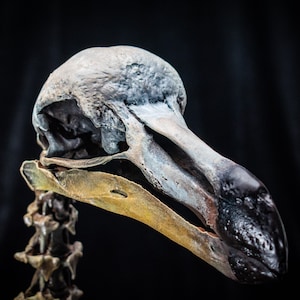Dodo Bird skeleton scientifically accurate sculpture museum quality life size Big image 2