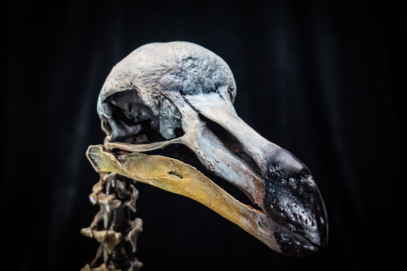 Dodo Bird skeleton scientifically accurate sculpture museum quality life size Big image 2