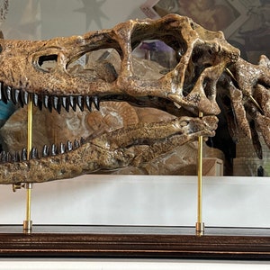 May include: A detailed replica dinosaur skull, displaying the intricate bone structure and sharp teeth. The skull is light brown, mounted on a wooden base with brass supports, creating a museum-like display. A unique piece for any dinosaur enthusiast.