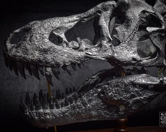 巨大なT-Rexの頭蓋骨のレプリカ：110cm - 43インチの木製台座付き