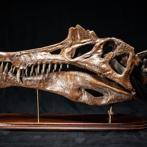 Op de afbeelding: Gedetailleerde, bruine dinosaurus schedel replica, gemonteerd op een houten voet met een messing steun. De schedel heeft scherpe tanden en een ingewikkelde botstructuur, tegen een zwarte achtergrond. Een decoratief stuk voor liefhebbers van natuurlijke historie.
