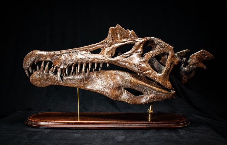 Op de afbeelding: Gedetailleerde, bruine dinosaurus schedel replica, gemonteerd op een houten voet met een messing steun. De schedel heeft scherpe tanden en een ingewikkelde botstructuur, tegen een zwarte achtergrond. Een decoratief stuk voor liefhebbers van natuurlijke historie.