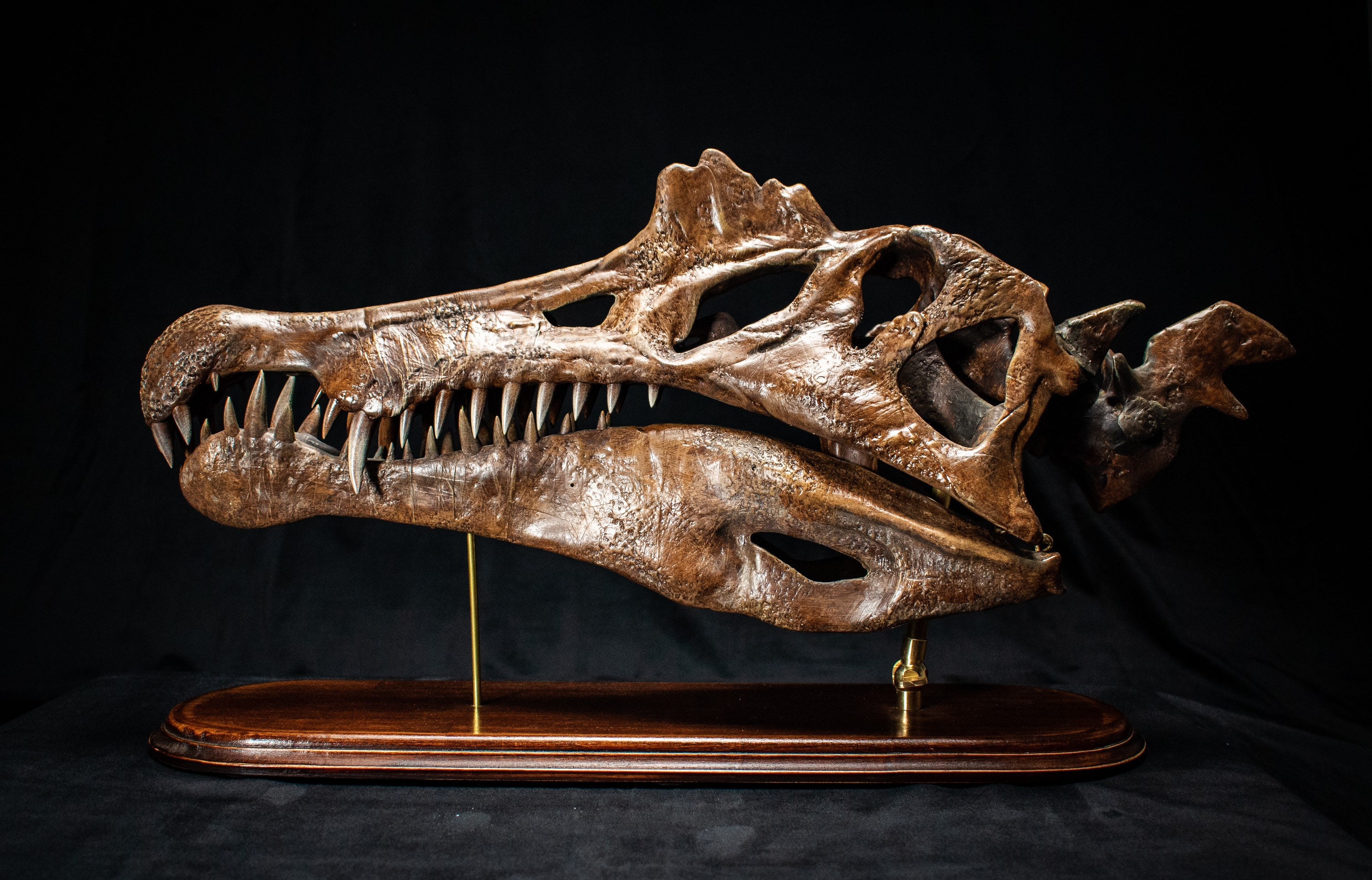 ステゴケラス 頭骨レプリカ その他 歯 化石 ステゴケラス 頭骨レプリカ その他 歯 化石 ステゴケラス 頭骨レプリカ