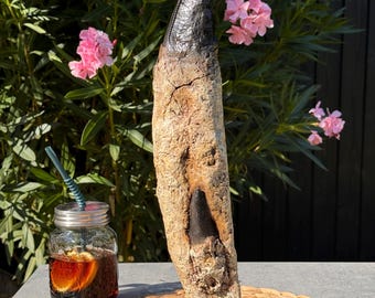 1:1 Tyrannosaurus rex Tooth Fossil Replica 40cm (15,75”) – Museum Quality Dinosaur - SUMMER SPECIAL!