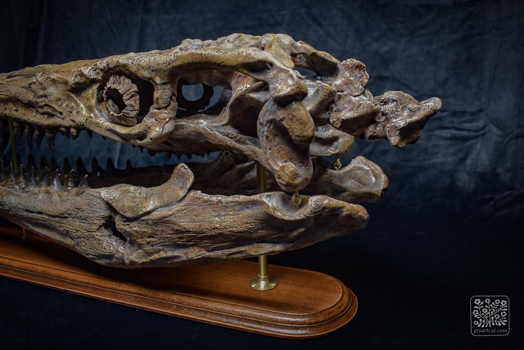 骨白色の大型モササウルス頭蓋骨レプリカ - 木製台座付き化石頭蓋骨