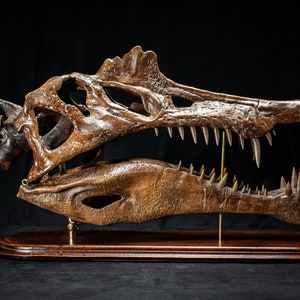 Op de afbeelding: Gedetailleerde bronzen replica van een Spinosaurus-schedel, met scherpe tanden en een ingewikkelde botstructuur. De gefossiliseerde dinosauri&euml;rschedel is gemonteerd op een houten voet met messing steunen, tegen een zwarte achtergrond.