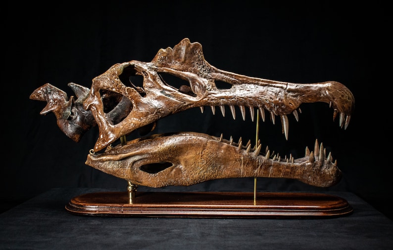 Op de afbeelding: Gedetailleerde bronzen replica van een Spinosaurus-schedel, met scherpe tanden en een ingewikkelde botstructuur. De gefossiliseerde dinosauri&euml;rschedel is gemonteerd op een houten voet met messing steunen, tegen een zwarte achtergrond.