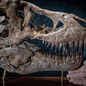 Tyrannosaurus rex schedelreplica sculptuur op houten grondplaat Groot handgemaakt verzamelstuk van hoge kwaliteit afbeelding 8