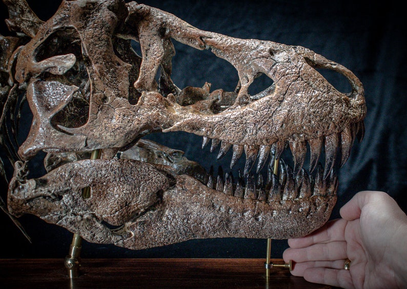 Tyrannosaurus rex skull replica sculpture on wooden baseplate Big high quality handmade collector piece image 8
