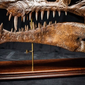 Op de afbeelding: Een gedetailleerde, bruine replica van een dinosaurus schedel met scherpe, witte tanden. De schedel is gemonteerd op een donkere houten basis met een messing steun. De textuur is ruw en gedetailleerd, wat de leeftijd en vorm van het fossiel laat zien.