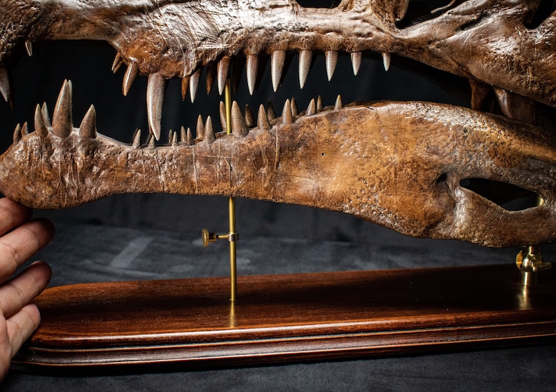 Op de afbeelding: Een gedetailleerde, bruine replica van een dinosaurus schedel met scherpe, witte tanden. De schedel is gemonteerd op een donkere houten basis met een messing steun. De textuur is ruw en gedetailleerd, wat de leeftijd en vorm van het fossiel laat zien.