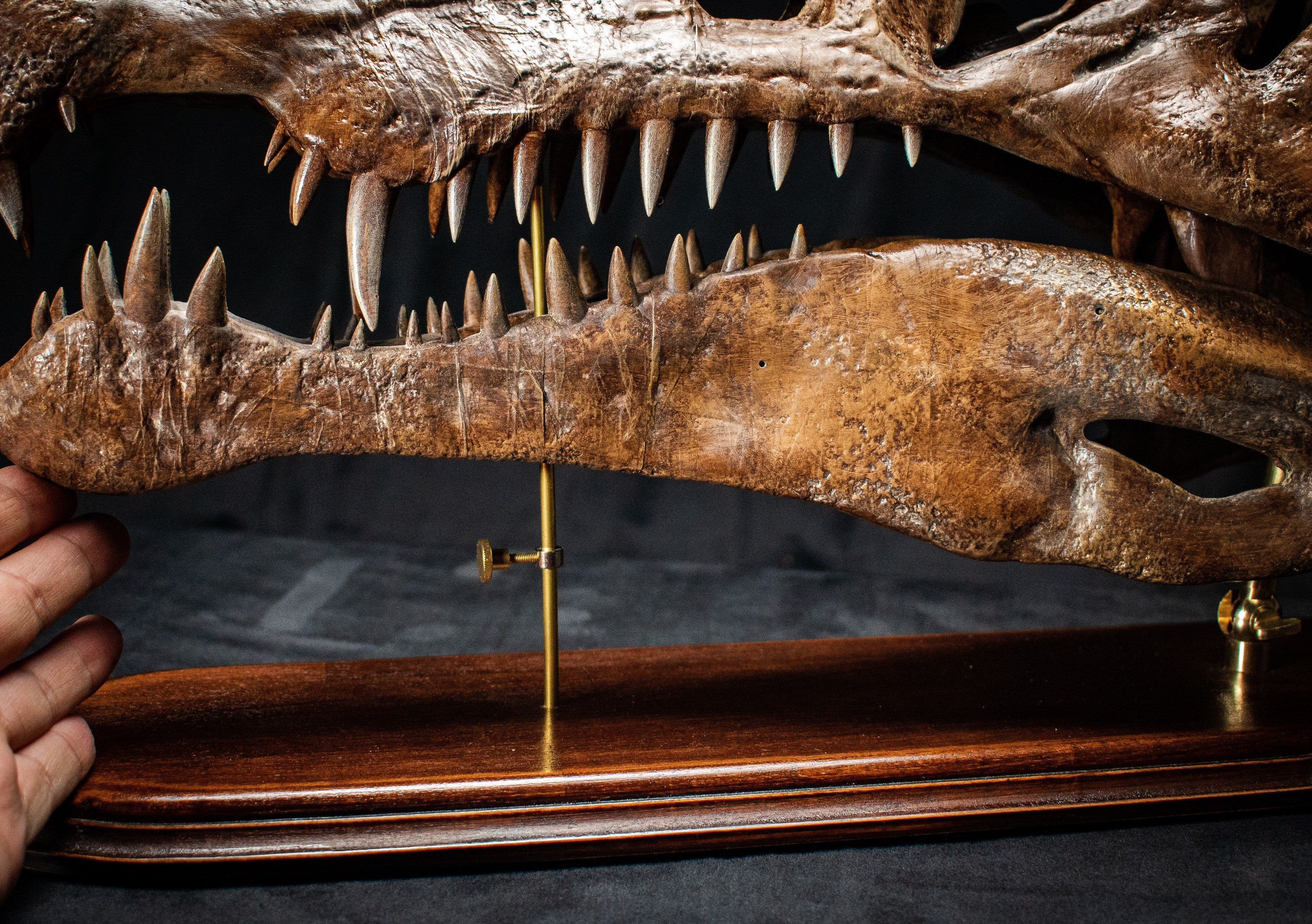 大型スピノサウルスの頭蓋骨レプリカ：硬材台座付き博物館級の化石