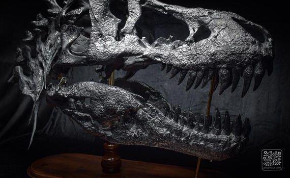 ティラノサウルス　頭骨レプリカセット ティラノサウルスの頭骨のレプリカ