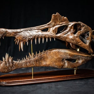 Big Spinosaurus aegyptiacus 1915 skull replica sculpture with wooden base and brass in museum quality - 560mm long Brown