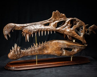 Grote Spinosaurus aegyptiacus 1915 schedelreplicasculptuur met houten voet en messing in museumkwaliteit - 560 mm lang Bruin