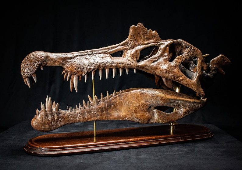 Op de afbeelding: Een gedetailleerde, bruine dinosaurus schedel replica met scherpe tanden, gemonteerd op een houten voet. De schedel wordt ondersteund door een messing staaf, die de ingewikkelde botstructuur en de open mond laat zien. De achtergrond is zwart.