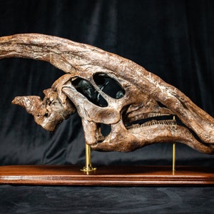 Big Parasaurolophus walkeri Skull Dinosaur Fossil replica in high end museum quality on hardwood and brass stand