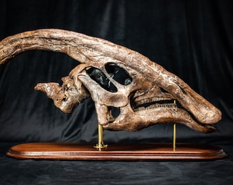 Parasaurolophus walkeri Skull Dinosaur Fossil replica made from 3D scans of real fossils in museum quality on hardwood and brass stand