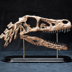 May include: A detailed replica of a dinosaur skull, displaying intricate bone structure and sharp teeth. The skull is a light brown colour and is mounted on a black base with gold support rods, set against a dark background.