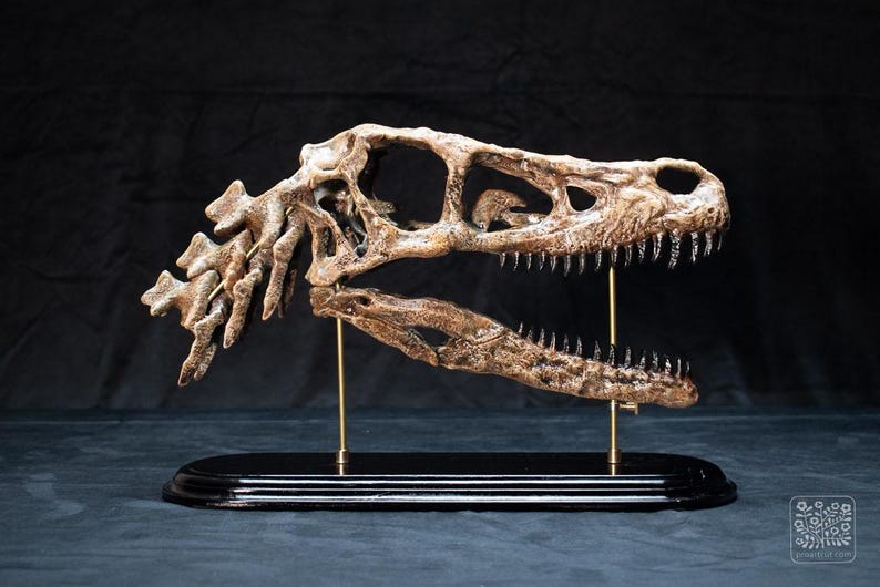 May include: A detailed replica of a dinosaur skull, displaying intricate bone structure and sharp teeth. The skull is a light brown colour and is mounted on a black base with gold support rods, set against a dark background.