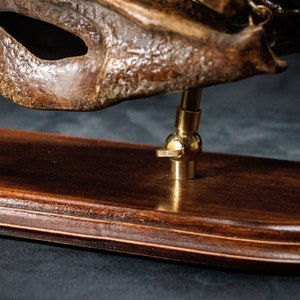 Op de afbeelding: Een close-up van een bruin masker, waarschijnlijk voor weergave, gemonteerd op een houten voet. Het masker heeft een getextureerd oppervlak en wordt ondersteund door een messingkleurige verstelbare standaard. De houten voet is donkerbruin met een gepolijste afwerking.