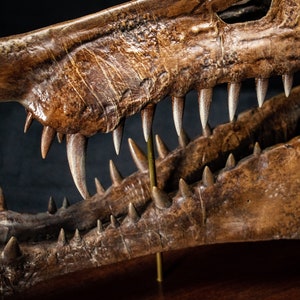 Op de afbeelding: Close-up van een gefossiliseerde schedel, met scherpe, puntige tanden. De schedel heeft een warme bruine kleur met zichtbare textuur en details, wat wijst op een oude oorsprong. De tanden zijn lichter van kleur.