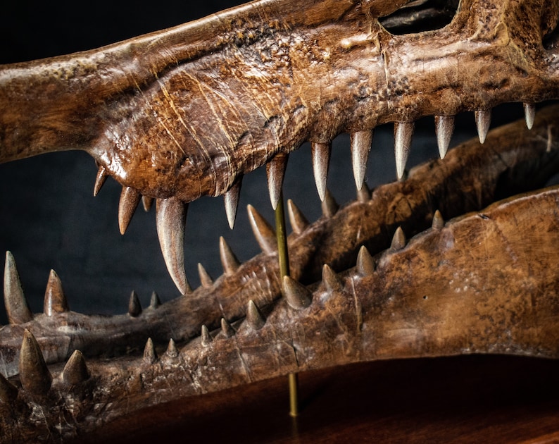 Op de afbeelding: Close-up van een gefossiliseerde schedel, met scherpe, puntige tanden. De schedel heeft een warme bruine kleur met zichtbare textuur en details, wat wijst op een oude oorsprong. De tanden zijn lichter van kleur.