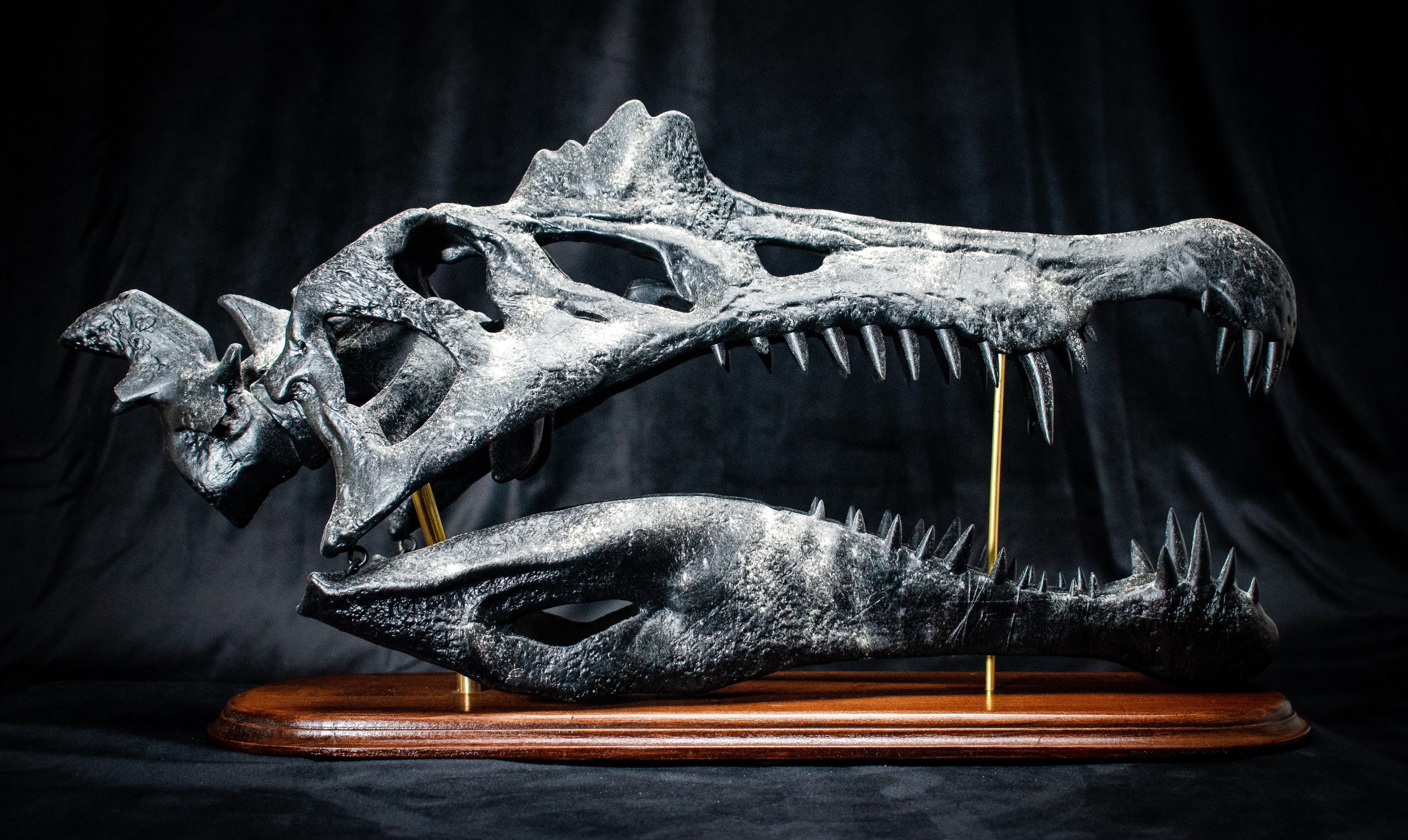 スピノサウルスの頭蓋骨レプリカ木製ベース - 博物館品質（56 cm