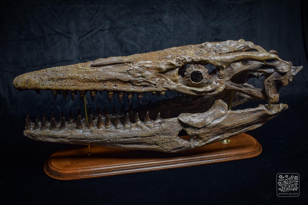 骨白色の大型モササウルス頭蓋骨レプリカ - 木製台座付き化石頭蓋骨