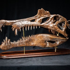 Op de afbeelding: Gedetailleerde replica van een Spinosaurus-schedel, met de ingewikkelde botstructuur en scherpe tanden. De schedel is gemonteerd op een donkere houten basis met messing steunen, tegen een zwarte achtergrond.