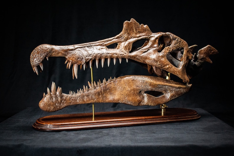 Op de afbeelding: Gedetailleerde replica van een Spinosaurus-schedel, met de ingewikkelde botstructuur en scherpe tanden. De schedel is gemonteerd op een donkere houten basis met messing steunen, tegen een zwarte achtergrond.