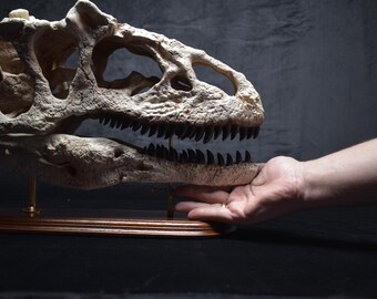 アロサウルス恐竜の頭蓋骨レプリカ｜博物館級の化石レプリカ、木製台座