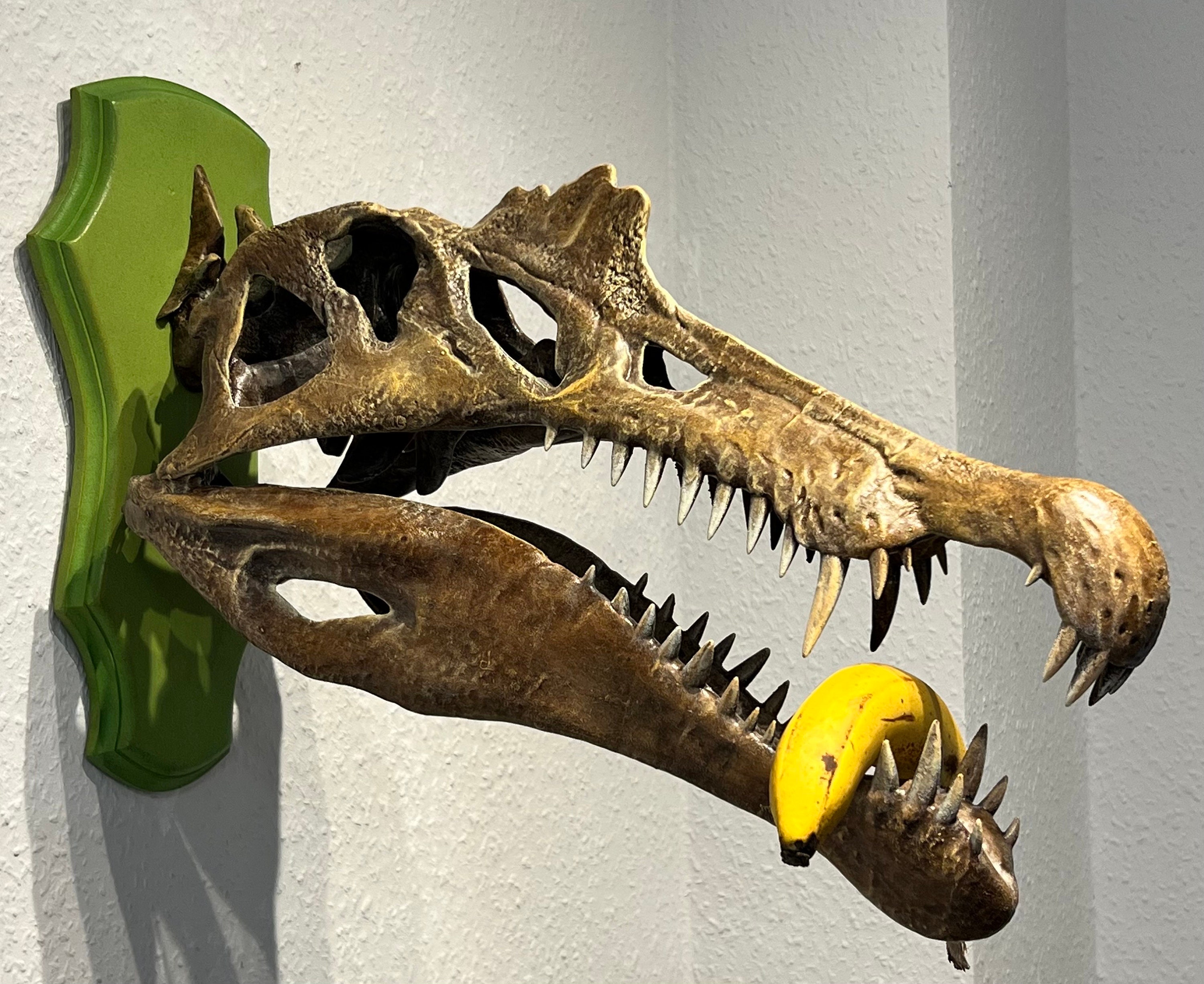 Wallmounted Spinosaurus Aegyptiacus 1915 Skull Replica Wallmounted Spinosaurus Aegyptiacus 1915 Skull Replica